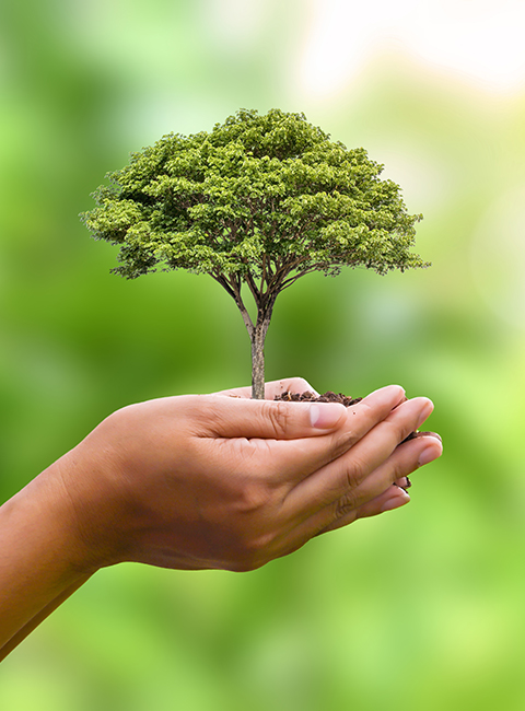 Sustentabilidade e Propósito